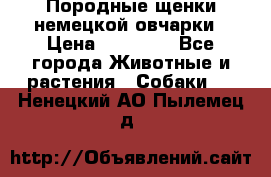 Породные щенки немецкой овчарки › Цена ­ 24 000 - Все города Животные и растения » Собаки   . Ненецкий АО,Пылемец д.